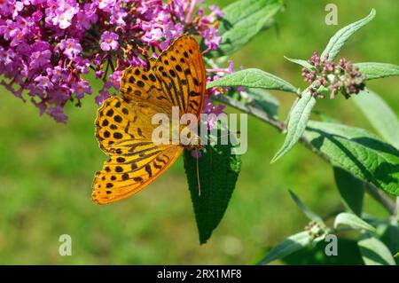 Silver-washed fritillary (Argynnis paphia), male, butterfly, macro, wing, orange, flower, colour, The emperor cloak sits on the flower of the summer Stock Photo