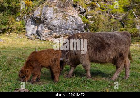 Scottish Highland Cattle, Highland Cattle or Kyloe (Scottish Gaelic Bo Gaidhealach Gaelic cattle) with young animal Stock Photo