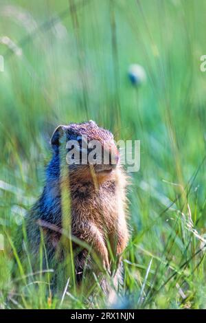 Columbian ground squirrel (Urocitellus columbianus) in the grass on a sunny summer meadow, Banff national park, Alberta, Canada Stock Photo