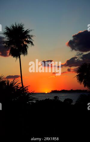 Palm trees silhouetted in the sunset, Cayo Largo Cuba Stock Photo