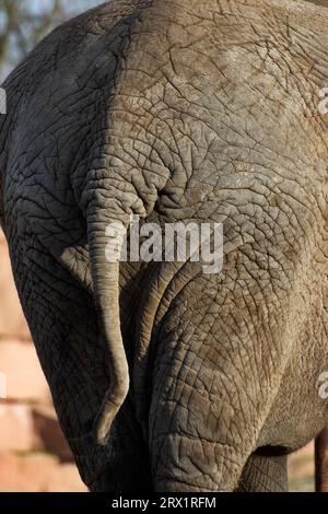 African elephant, rear view rump Stock Photo - Alamy