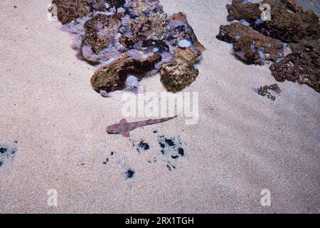 small-spotted cat shark, also known as the sandy dogfish, lesser-spotted dogfish, rough-hound or morgay, is a catshark of the family Scyliorhinidae Stock Photo