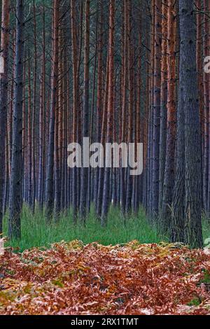 Pine forest and bracken fern in autumn, Pine forest in fall with bracken fern, Oberlausitz, Saxony Stock Photo