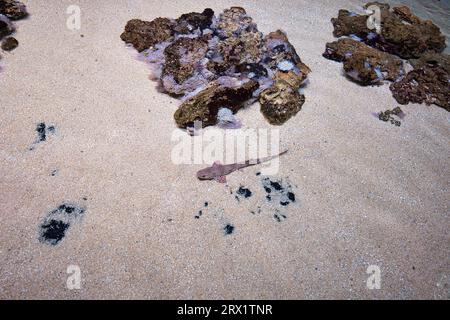 small-spotted cat shark, also known as the sandy dogfish, lesser-spotted dogfish, rough-hound or morgay, is a catshark of the family Scyliorhinidae Stock Photo