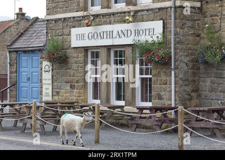 sheep walking passed the goathland hotel., Heartbeat country Stock Photo