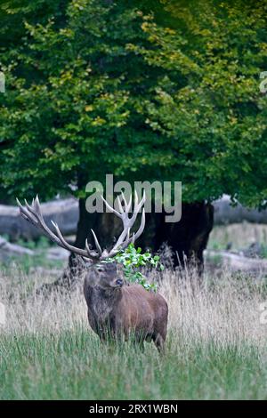 Red deer (Cervus elaphus), adult hinds reach body weights of 80, 170 kg (Photo Red stag with headgear a beech branch), Red deer, the hind weighs 80 Stock Photo