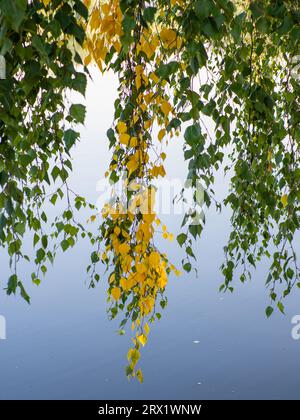 birch branches with small yellow and green leaves over the blue water of the lake in autumn nature. Tiny birch twigs with yellow and green leaves hang Stock Photo