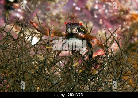 Symbiotic behaviour of crab Black coral crab (Quadrella maculosa) carries clutch of eggs under its body shell sits lives in symbiosis with in Black Stock Photo