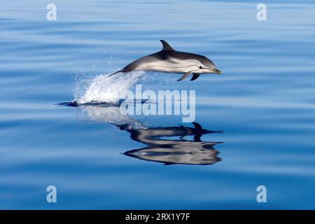Pacific Dolphin Spinner Dolphin (Stenella longirostris) Long-beaked spinner dolphin leaps out of the water reflected in smooth water surface of Still Stock Photo