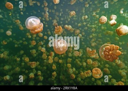 Large quantity Number of umbrella jellyfish Lagoon (Mastigias papua) jellyfish Golden jellyfish in brackish water Jelly Fish Lake, Pacific Ocean Stock Photo