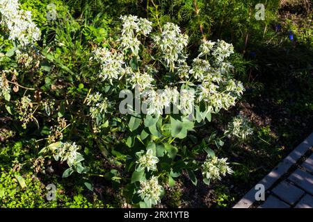 Snow-on-the-mountain (Euphorbia marginata) in late summer, Hungary, Europe Stock Photo
