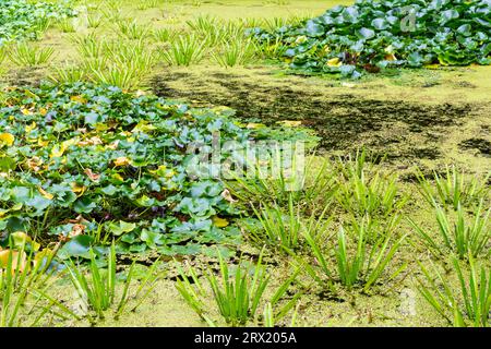 Aquatic plants on water surface of artificial pond, European white water lily (Nymphaea alba) leaves, Botanic Garden, Sopron, Hungary Stock Photo
