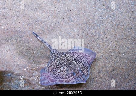 Paris aquarium, The thornback ray in sand,  is listed as Near Threatened on the IUCN Red List Stock Photo