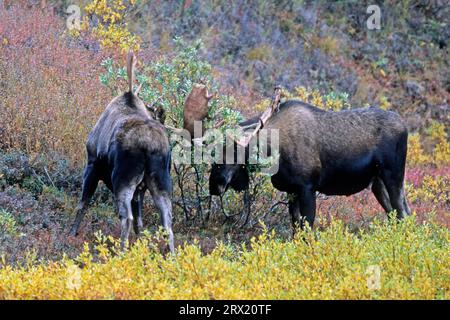 Elks are excellent swimmers (Alaskan Moose) (Photo young bull moose (Alces alces) playfully fighting), Moose are excellent swimmers (Giant Moose) Stock Photo