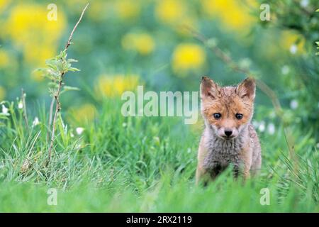 Red Fox (Vulpes vulpes), during the first 2 to 3 weeks after birth the male feeds the female (Photo Red Fox kit in front of the den) Stock Photo