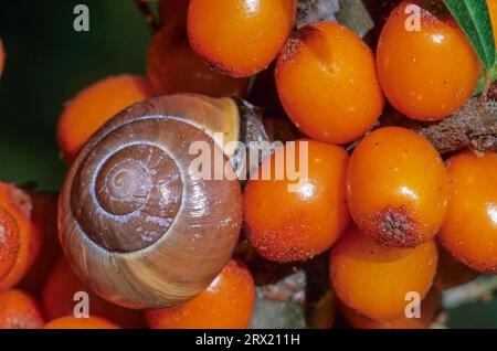 Grove snail (Cepaea nemoralis) feeds mainly on dead and dying plants (Black-mouthed grove snail) (Photo snail between common sea-buckthorn (Hippophae Stock Photo