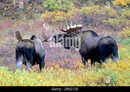 Elks are mainly solitary in spring and summer with the strongest bonds between mother and calf (Alaska Moose) (Photo bull Moose (Alces alces) Stock Photo