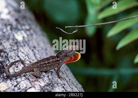 Brown anole (Anolis sagrei) the males have a clearly visible throat sac which is used for example as a threatening gesture (Bahama Anole), Brown Stock Photo