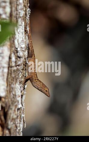 Brown anole (Anolis sagrei) can climb well, but it usually stays only at low altitudes (Bahama Anole), Brown Anole is introduced in Florida (Bahaman Stock Photo