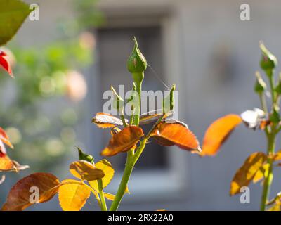 Nature early spring background image. A beautiful red romantic rose flower on sunny day. Rose, close up of a beautiful flower in the garden at summer Stock Photo