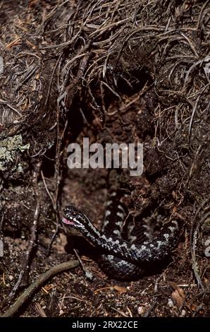 Common European Adder is the only snake can be found north of the Arctic Circle (Common European Viper) (Vipera) (Common Viper) berus Stock Photo