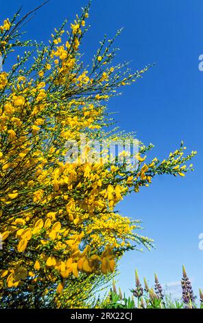 Broom all plant parts are poisonous, Broom is in North America an invasive plant (Common Broom) (Scotch Broom), Cytisus scoparius Stock Photo
