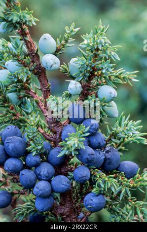 Common Juniper (Juniperus communis) is the only coniferous plant used as a spice (Heide-Wacholder), Common Juniper the seeds are dispersed when birds Stock Photo
