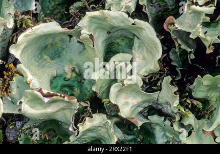 Nephroma arcticum is a lichen from the genus of medium large foliose lichens, Arctic Kidney Lichen is a genus of medium large foliose lichens (Green Stock Photo