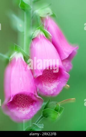 Common foxglove (Digitalis purpurea) all parts of the plant are highly toxic and eating just a few leaves can be fatal (Multiple exposure), Foxglove Stock Photo