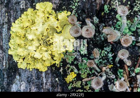Vulpicida pinastri is a bright yellow coloured foliose lichen (Wolfstoeter), Powdered Sunshine Lichen usually occurs on tree trunks, Vulpicida Stock Photo