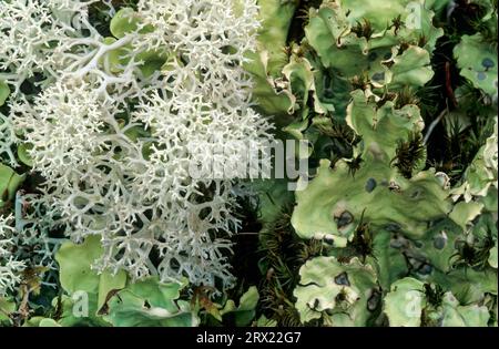 Reindeer Lichen and Nephroma arcticum in the alaskan tundra, Star Reindeer Lichen (Cladonia stellaris) and Arctic Kidney Lichen in the alaskan Stock Photo