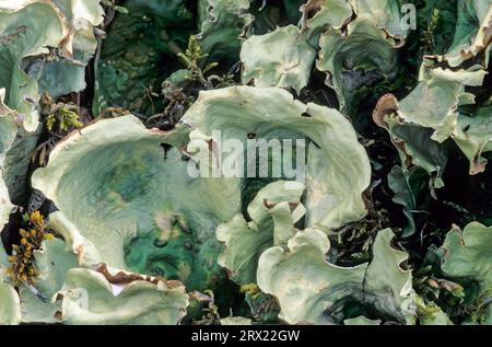 Nephroma arcticum got its English name because of the kidney-shaped fruiting bodies, these are called apothecia, Arctic Kidney Lichen named after the Stock Photo