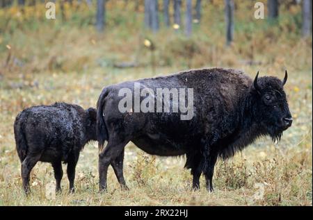 American Bison (Bison bison) cow calf standing in front of a forest (American Buffalo) (Plains Bison), Bison bison (bison) Stock Photo