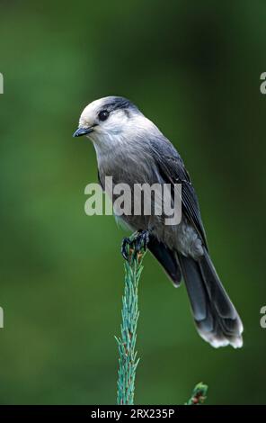 Gray jay (Perisoreus canadensis) sits on a spruce tree and waits for leftovers, Camp Robber sits on a spruce tree and waits for leftovers (Gray Jay) Stock Photo