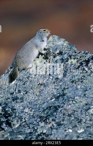 Arctic Ground Squirrel (Spermophilus parryii) sitting on a rock and observing alertly the environment (Parka Squirrel), Urocitellus parryii (Citellus Stock Photo