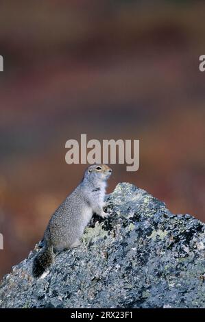 Arctic Ground Squirrel (Spermophilus parryii) sitting on a rock and observing alertly the environment (Parka Squirrel), Urocitellus parryii (Citellus Stock Photo