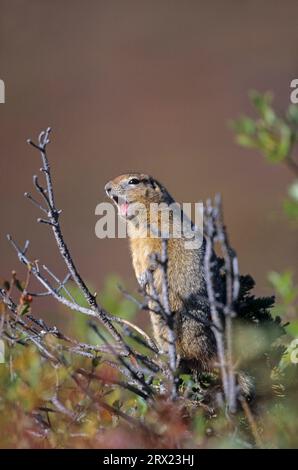 Arctic Ground Squirrel (Spermophilus parryii) sitting on the treetop of a short-trunked spruce and warning conspecifics by whistling (Parka Stock Photo