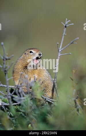 Arctic Ground Squirrel (Spermophilus parryii) sitting on the treetop of a short-trunked spruce and warning conspecifics by whistling (Parka Stock Photo