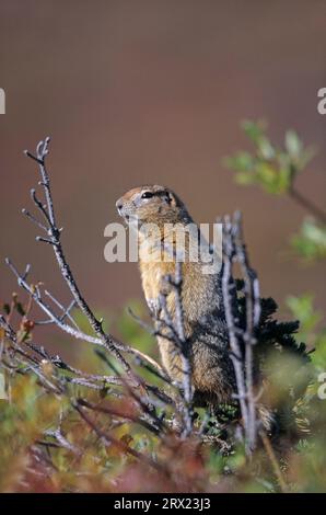 Arctic Ground Squirrel (Spermophilus parryii) sitting on the top of a short-trunked spruce (Arctic Ground Squirrel), Arctic Ground Squirrel sitting Stock Photo