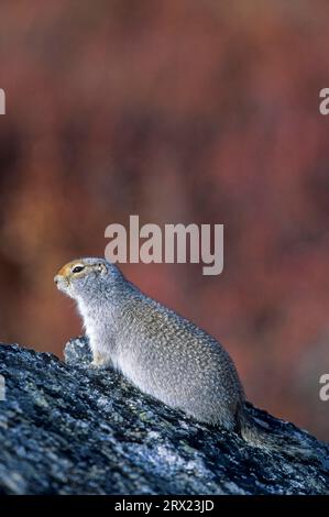 Arctic Ground Squirrel (Spermophilus parryii) sitting on a rock and observing alertly the environment (Parka Squirrel), Urocitellus parryii (Citellus Stock Photo