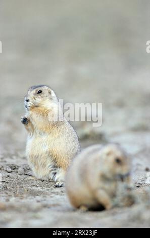 Black-tailed Prairie Dog (Cynomys ludovicianus) foraging at the entrance of the burrow (Praeriehund), Black-tailed Prairie Dog foraging at the Stock Photo