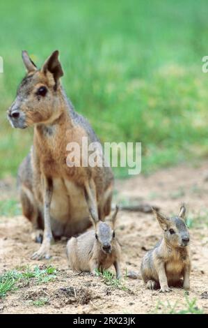 Female Large Mara (Dolichotis patagonum) receives the pups at the ...