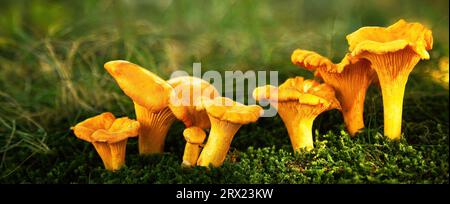 Chanterelle mushrooms in a forest. Edible mushrooms. Stock Photo