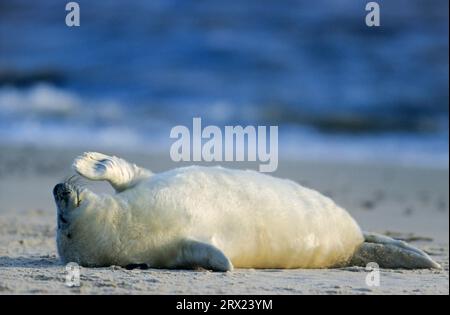 Grey (Halichoerus grypus) seals resting relaxed on the beach, Grey seal pup resting relaxed on the beach (Gray Seal) (Atlantic Grey Seal) Stock Photo