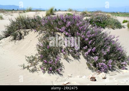 Salado (Limoniastrum monopetalum) is an halophyte evergreen shrub native to south Iberian Peninsula, Delta del Ebro; south Sardinia, south Sicily, Cal Stock Photo