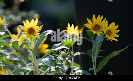 Maximilian sunflower, Helianthus maximiliani, growing in the sunlight in a Texas garden. Stock Photo