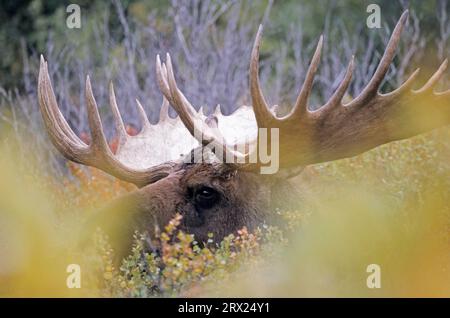 Portrait of a elk (Alaska Moose), Bull Moose (Alces alces) in portrait (Alaska Moose) (gigas) Stock Photo