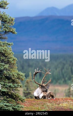 Reindeer (Rangifer tarandus) with velvet antler resting in the autumn tundra (Alaskan Caribou), Bull Caribou with velvet antler resting in the tundra Stock Photo