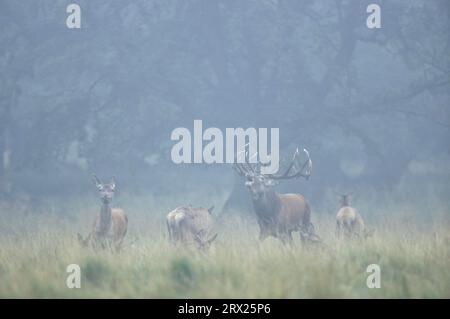 Roaring red deer (Cervus elaphus), hinds and calfs in morning fog on a forest meadow Stock Photo