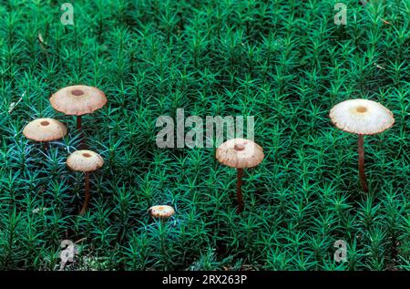 Braunroter Lacktrichterling zwischen mosen (Brown-red lacquer mushroom) (Brown-stemmed lacquer mushroom), Scurfy Deceiver between moss, Laccaria Stock Photo